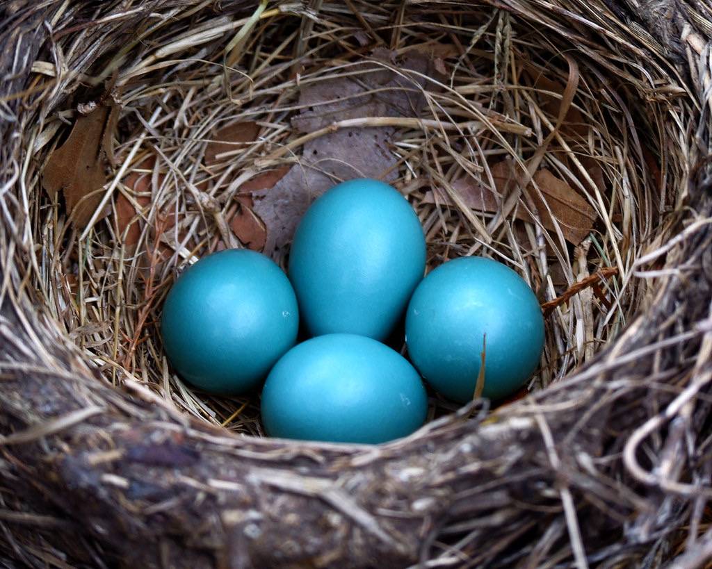 American Robins Eggs  Clay County, MO by Gwen's River City Images is licensed under CC BY-NC-ND 2.0